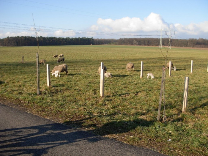 Salaš a hřebčín Rúdník 8