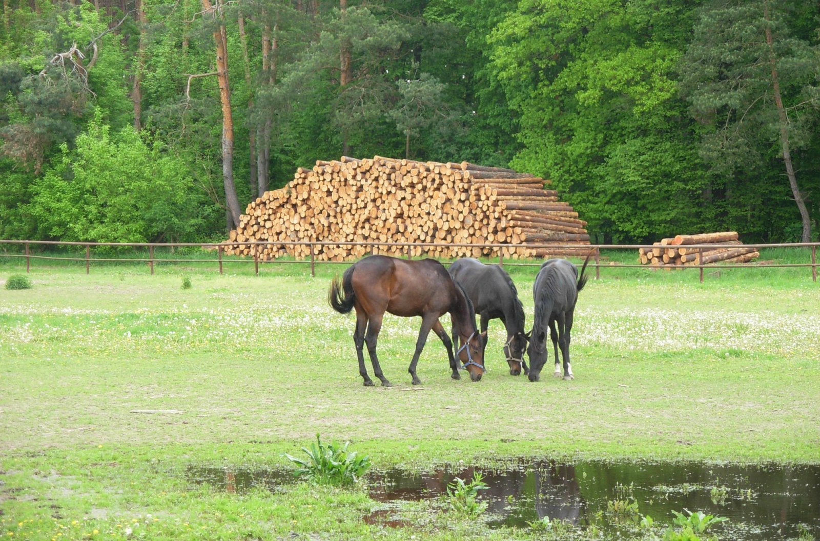 Salaš a hřebčín Rúdník